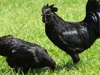 Kadaknath Breeding Pair