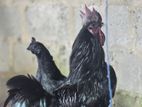 Kadaknath Chickens