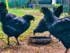 Kadaknath Chicken