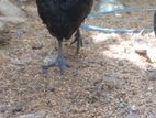 Kadaknath Chicken