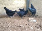 Kadaknath Chicken