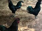 Kadaknath Chickens