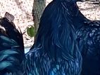 Kadaknath Chicks with Eggs