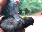 Kadaknath Chicks with Eggs