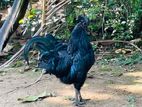 Kadaknath Chicks