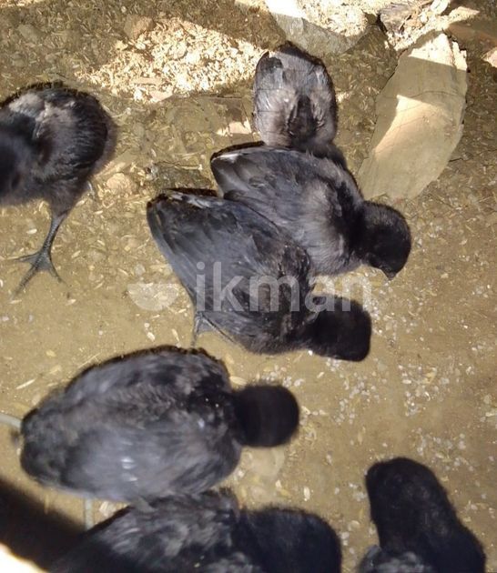 Kadaknath Chicks for Sale in Bibile | ikman