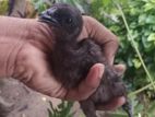 Kadaknath Chicks
