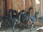 Kadaknath Farm Chicks