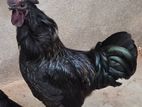 Country Chickens