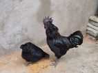 Country Chicken