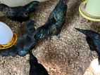 Kadaknath Chicks
