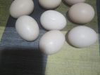 Kadaknath Hachching Egg