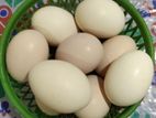 Kadaknath Hatching Egg
