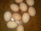 Kadaknath Hatching Egg