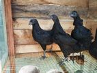 Kadaknath Hen