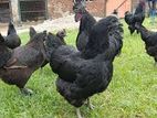 Kadaknath Hen