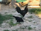 Kadaknath Chicken