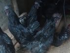 Kadaknath Chicks