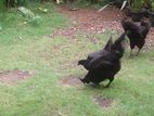 Kadaknath Males Chick