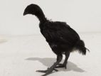 Kadaknath පැටවු