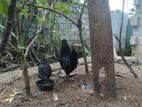 Kadaknath Pair