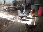 Kadaknath Rooster and Chicken