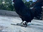 Kadaknath Rooster