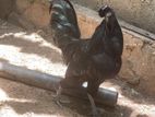 Kadaknath Rooster