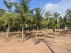 kadana Land For Sale