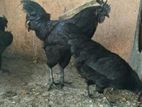 Kadakanath Chickens