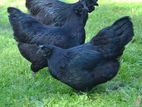 kadathnath hens