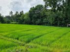 Kadawatha 20P Land With Paddy Field View