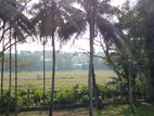 kaduwela - Delgoda town paddy field facing 24 perch land for sale .