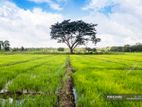 කැකනදුර බස් පාරෙන් වෙලකට මුහුණලා ඉඩමක්