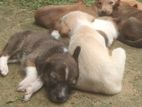 Puppies for Kind Home