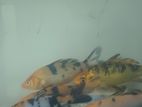 Carp Fish