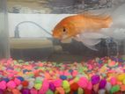 Carp Fish