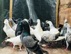 Pigeon