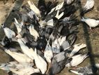 Pigeons