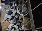 Pigeons