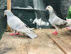 Pigeon