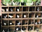 Pigeons