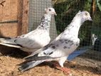 Pigeons