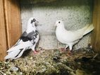 Pigeons