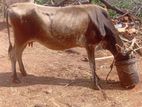 Kalappu Madu