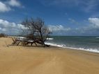Kalpitiya Dutch Bay 175 Perches Beach Land for Sale