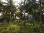 Kalpitiya – High-Yielding Coconut Estate for Sale