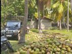 Kalpitiya – High-Yielding Coconut Estate for Sale