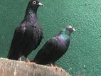 Kalu Indian Pigeon