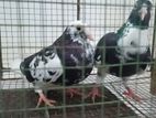Kalu Pigeon